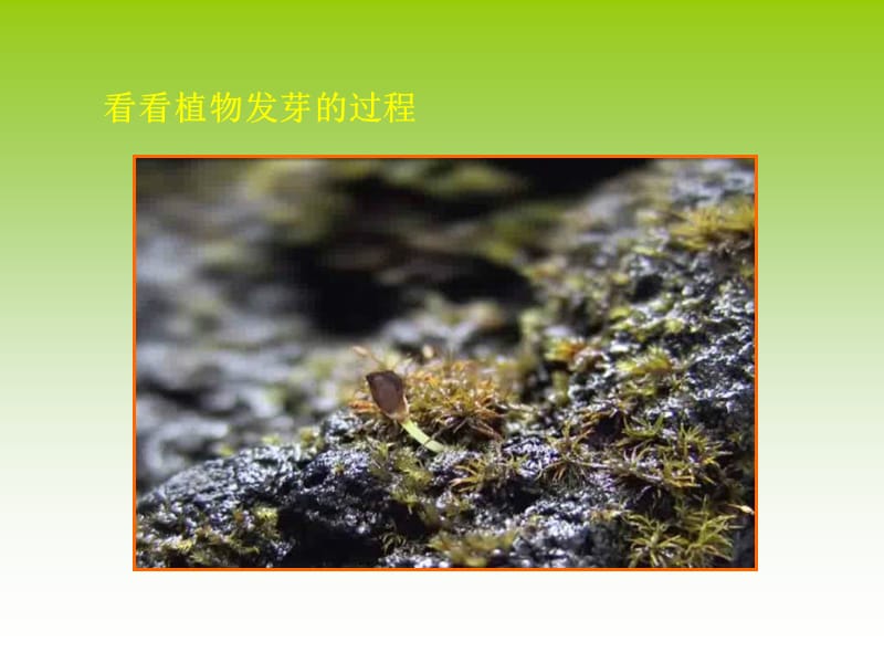 苏少版美术六上《我种的植物》PPT课件.ppt_第2页