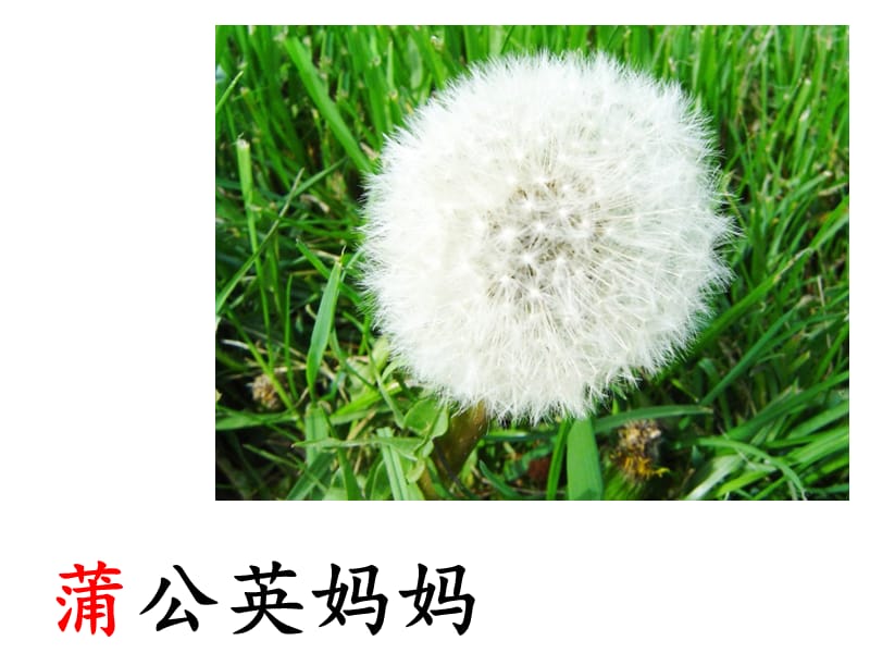 《植物妈妈有办法》.ppt_第2页