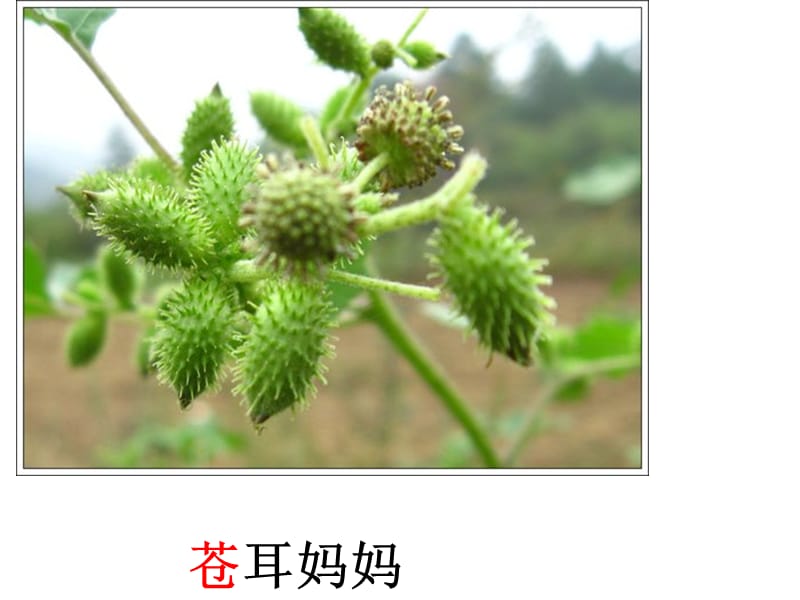 《植物妈妈有办法》.ppt_第3页