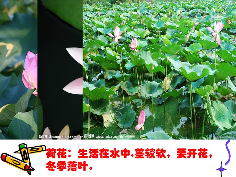 《多种多样的植物》PPT课件.ppt_第3页