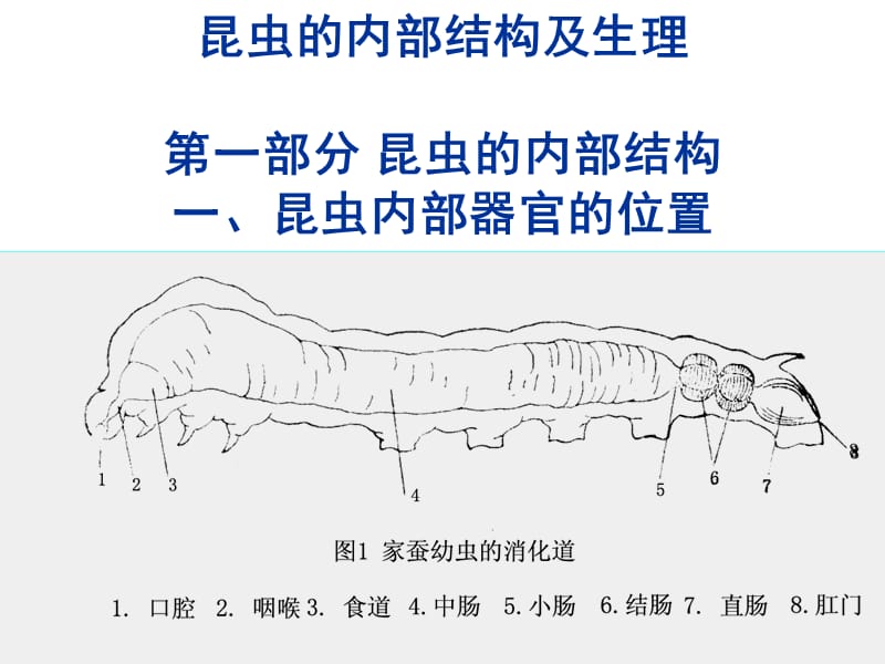 昆虫的内部结构及生理.ppt_第1页