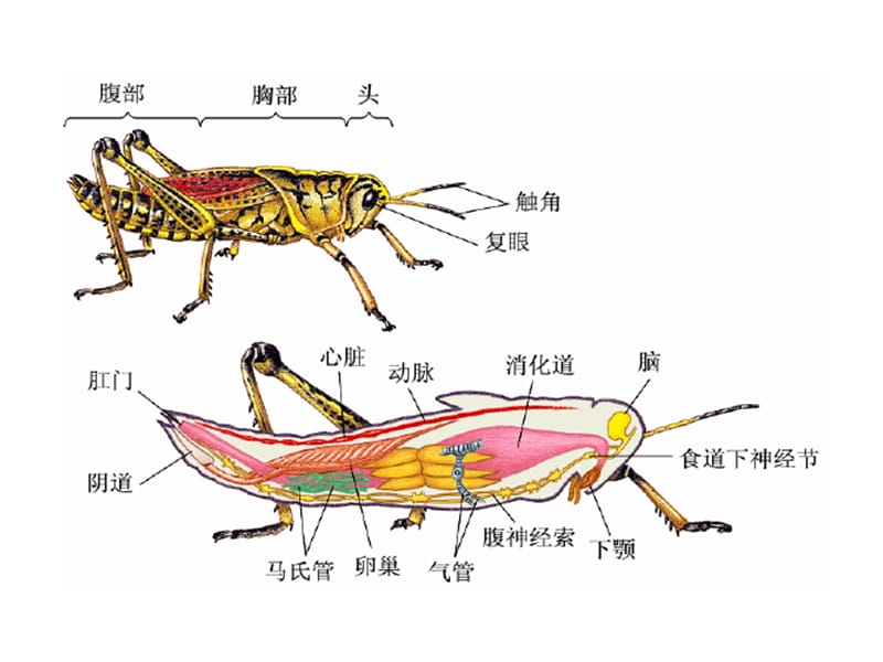 昆虫的内部结构及生理.ppt_第2页