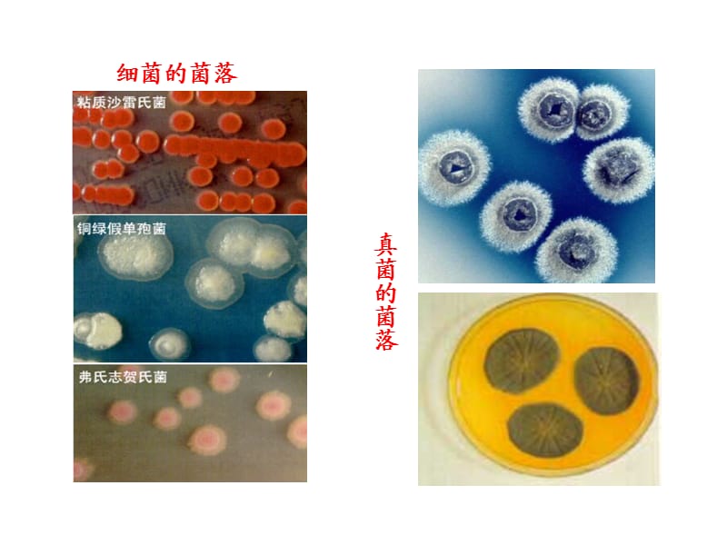 《细菌和真菌(用)》PPT课件.pptx_第3页