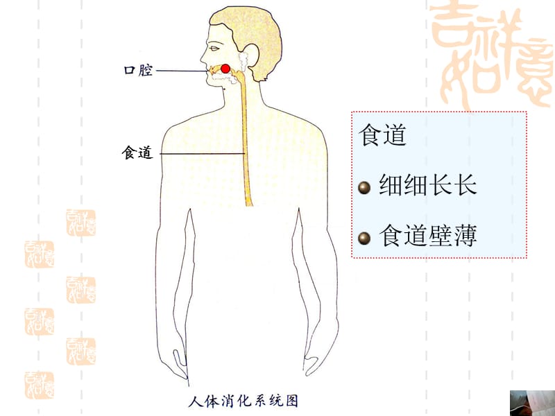 幼儿园大班健康保护我的肠胃.ppt_第3页