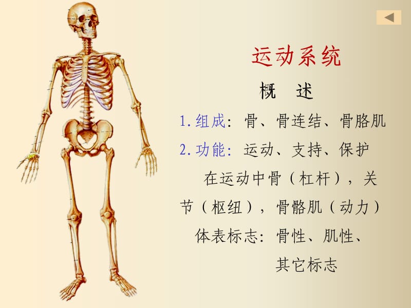 正常人体解剖学第一章运动系统骨学.ppt_第1页