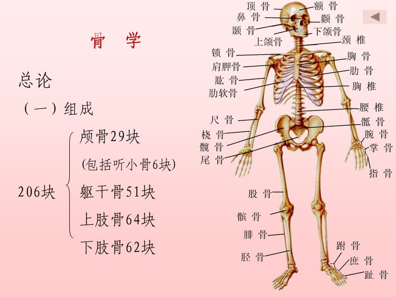 正常人体解剖学第一章运动系统骨学.ppt_第2页