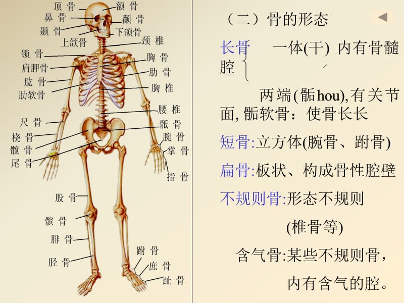 正常人体解剖学第一章运动系统骨学.ppt_第3页