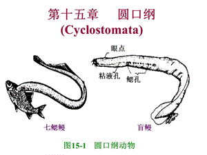 《圓口綱主要特征》PPT課件.ppt