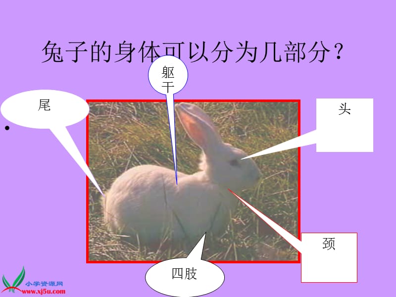 小学科学三年级上册《小白兔》课件.ppt_第3页