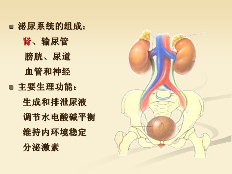 内科护理学 泌尿系统 总论_第2页