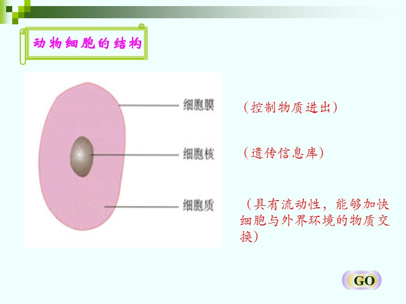 对比动植物细胞的结构.ppt_第3页