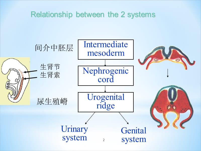 泌尿系统和生殖系统的发生_第2页