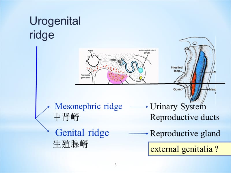 泌尿系统和生殖系统的发生_第3页