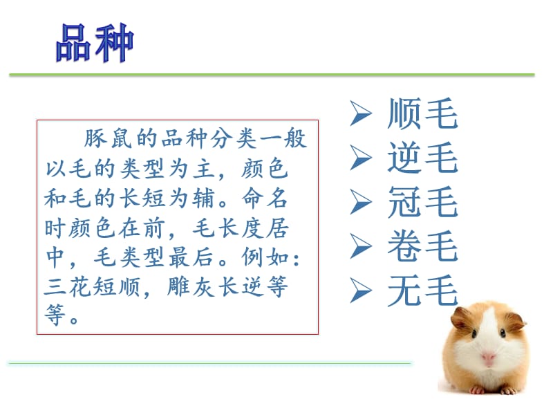 豚鼠的常见品种介绍.ppt_第2页