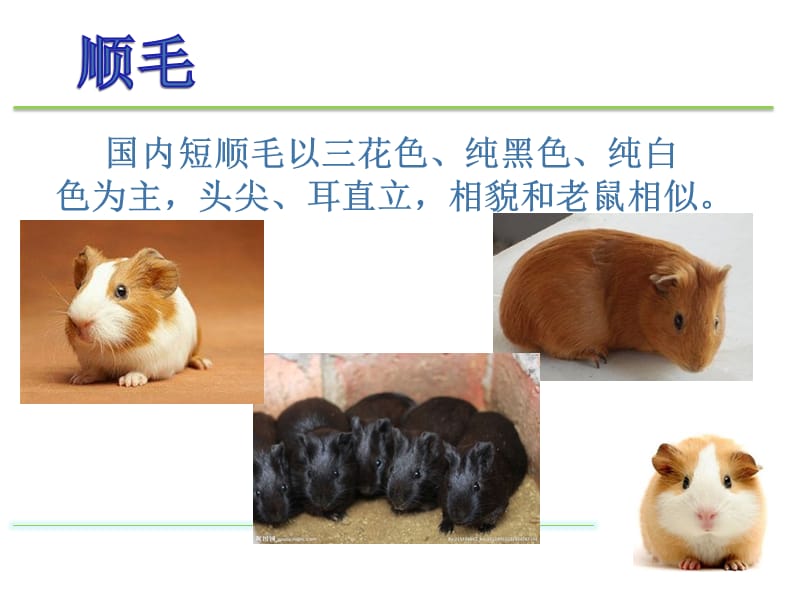 豚鼠的常见品种介绍.ppt_第3页