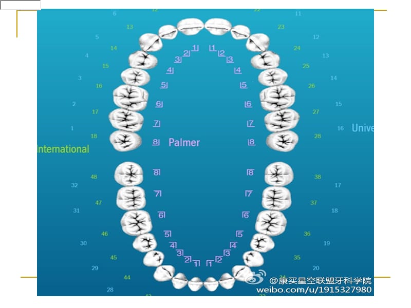 《牙位表示法》PPT课件.ppt_第2页