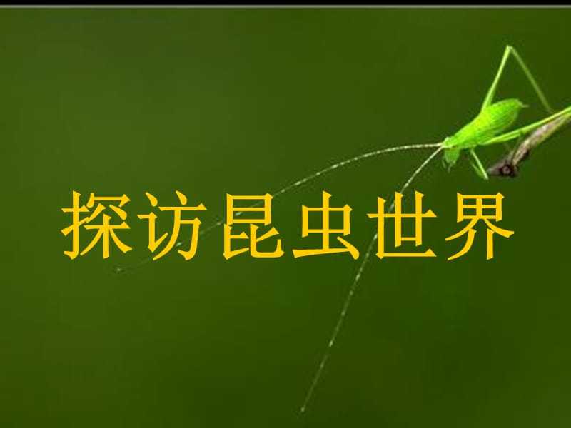 《探访昆虫世界》PPT课件.ppt_第1页