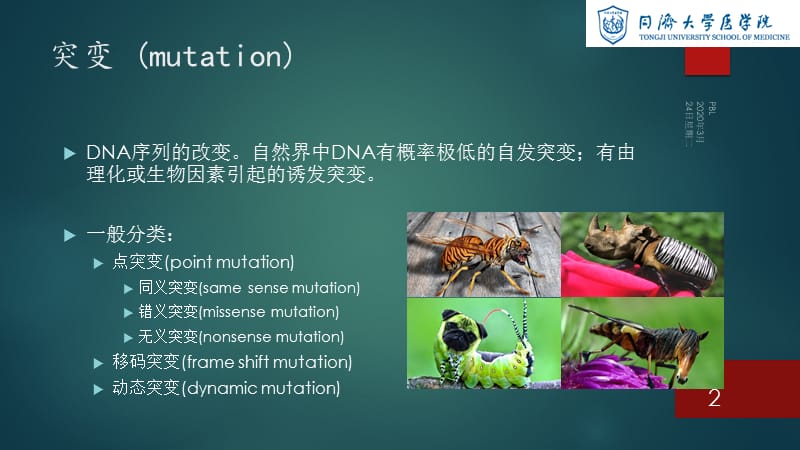 突变类型及生化基础.ppt_第2页