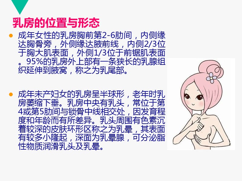 乳房及腋窝的解剖_第2页