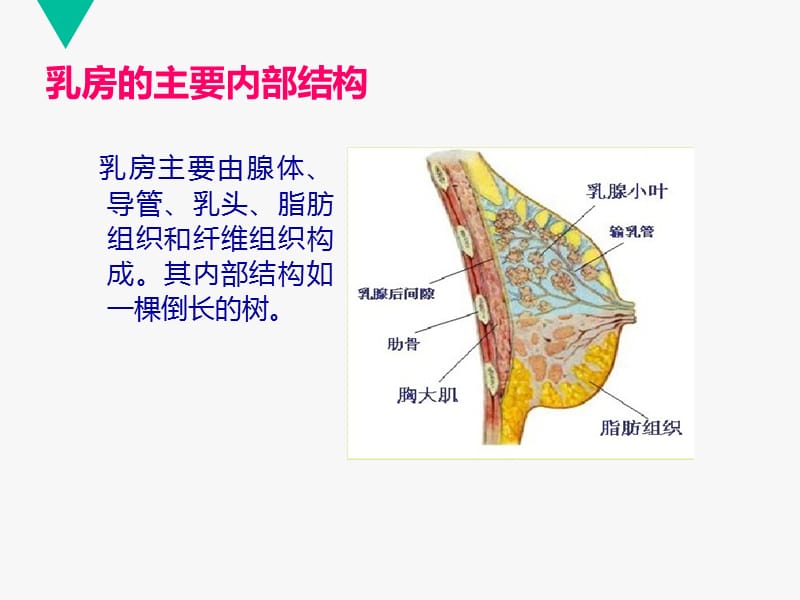 乳房及腋窝的解剖_第3页