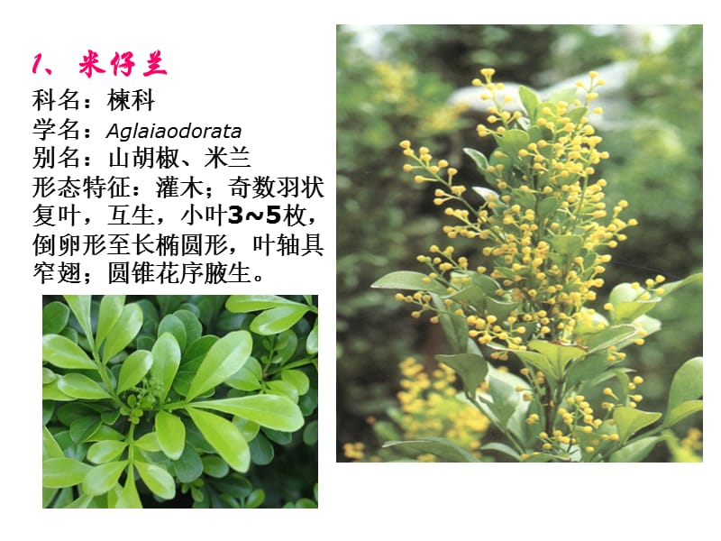 常见园林植物1到30种(岭南).ppt_第1页