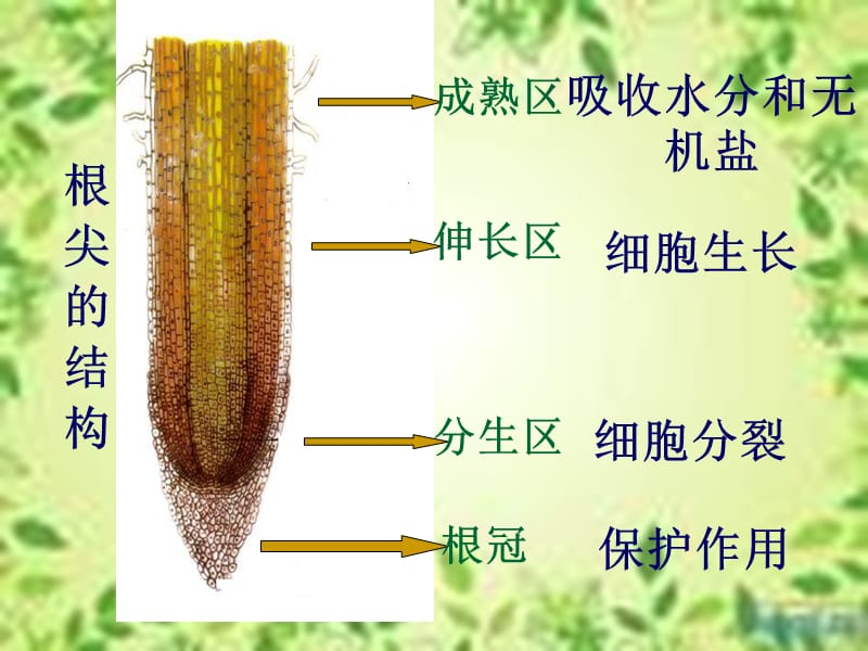 水分进入植物体的途径.ppt_第3页