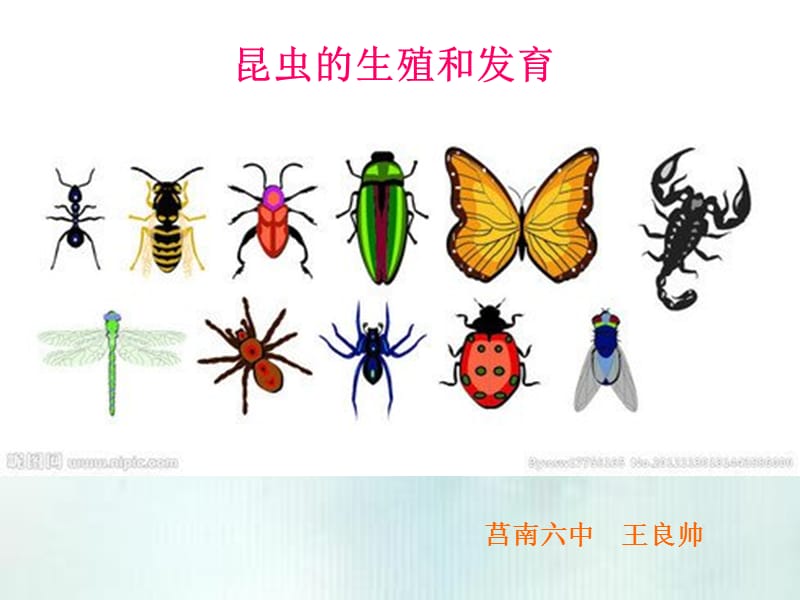 昆虫的生殖和发育(王良帅).ppt_第1页