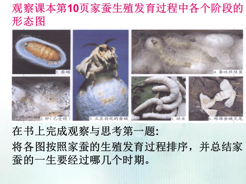 昆虫的生殖和发育(王良帅).ppt_第3页