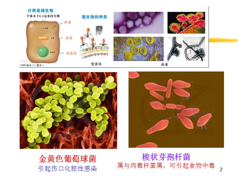 环境工程微生物学绪论.ppt_第2页