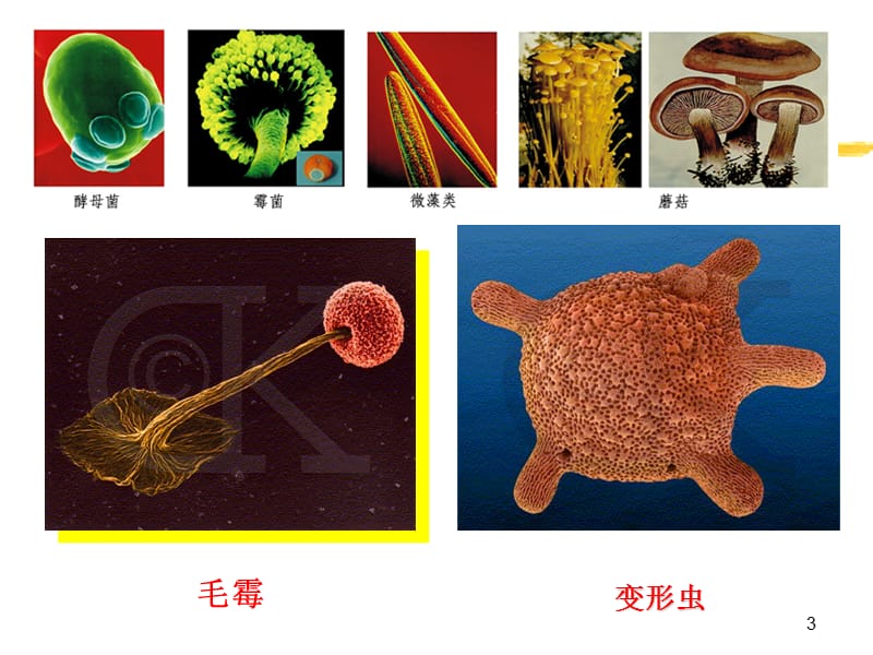 环境工程微生物学绪论.ppt_第3页