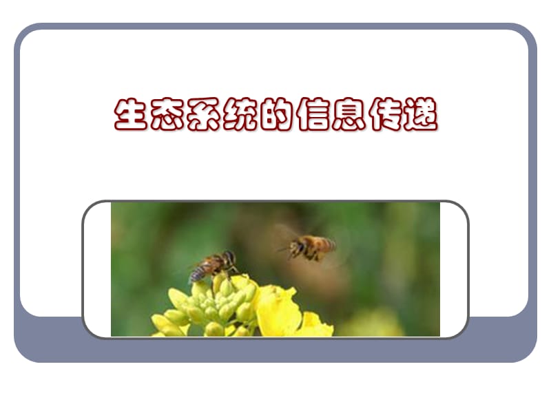 生态系统中的信息传递.ppt_第1页