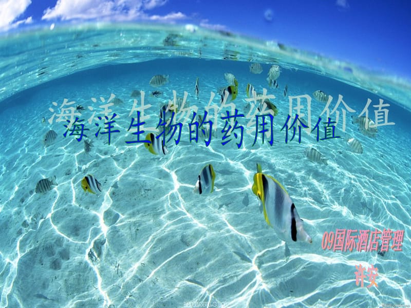 海洋生物药用价值和营养价值.ppt_第2页