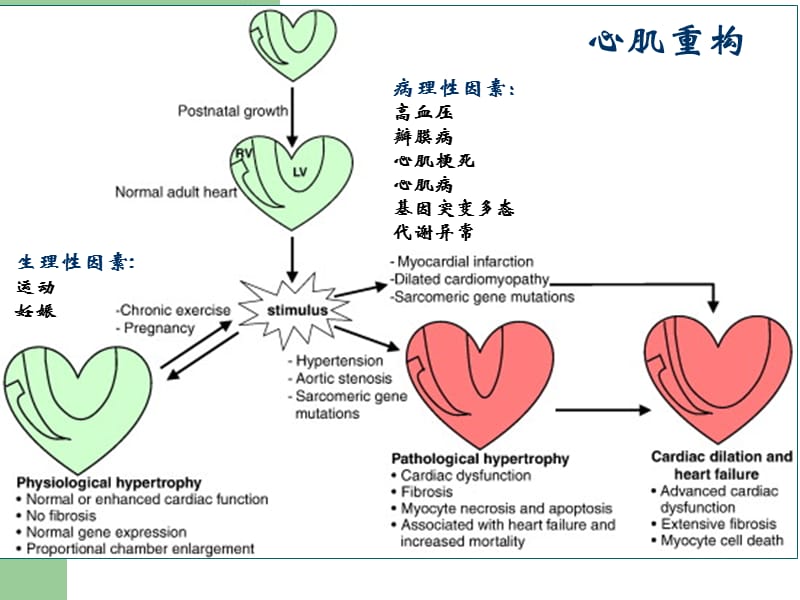 心肌重构机制的研究进展及早期干预研究-邹云增教授.ppt_第3页