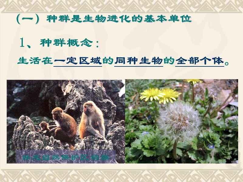 现代生物进化论的主要内容.ppt_第2页