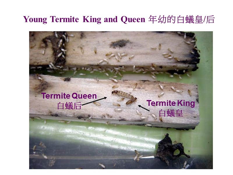 小学二年级自然科学常识课-白蚁.ppt_第3页