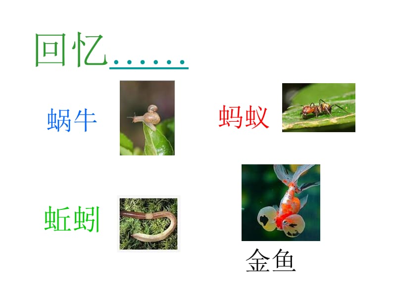 小学科学动物的共同特点.ppt_第3页