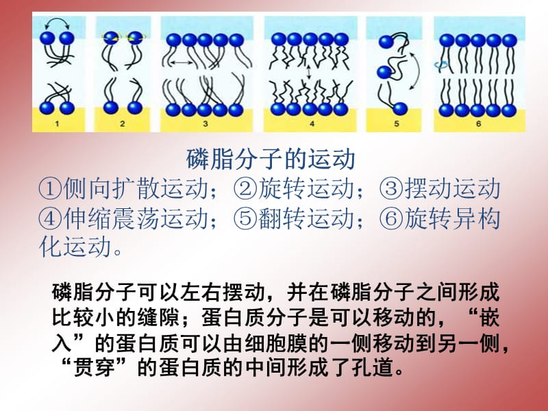 物质跨膜运输的方式.ppt_第3页