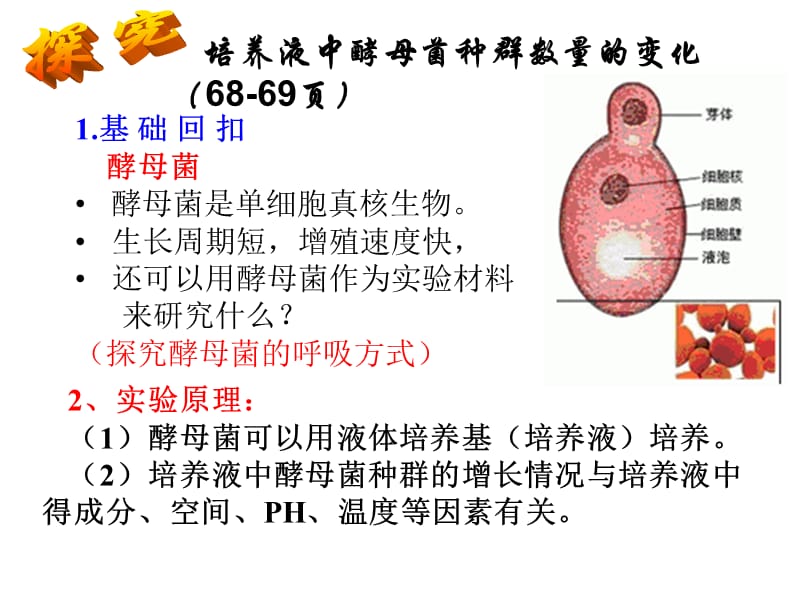 探究培养液中酵母菌种群数量的动态变化上课.ppt_第1页