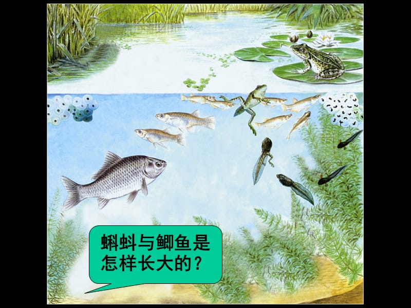 小学三年级科学第六课《鲫鱼与青蛙》.ppt_第2页