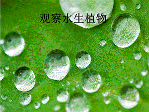 小學(xué)三年級(jí)上冊(cè)觀察水生植物.ppt