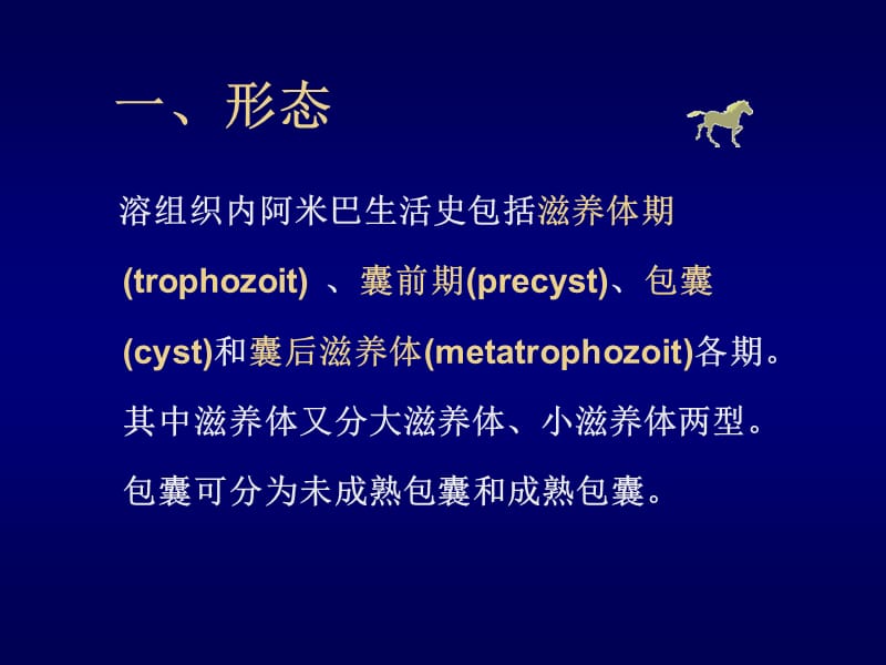 溶组织内阿米巴与阿米巴病课件.ppt_第3页