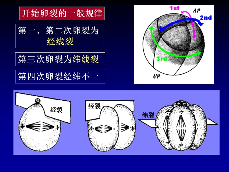 早期发育的形态类型.ppt_第3页