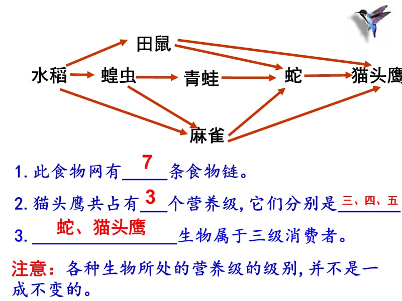 生态系统的结构第二课时.ppt_第3页