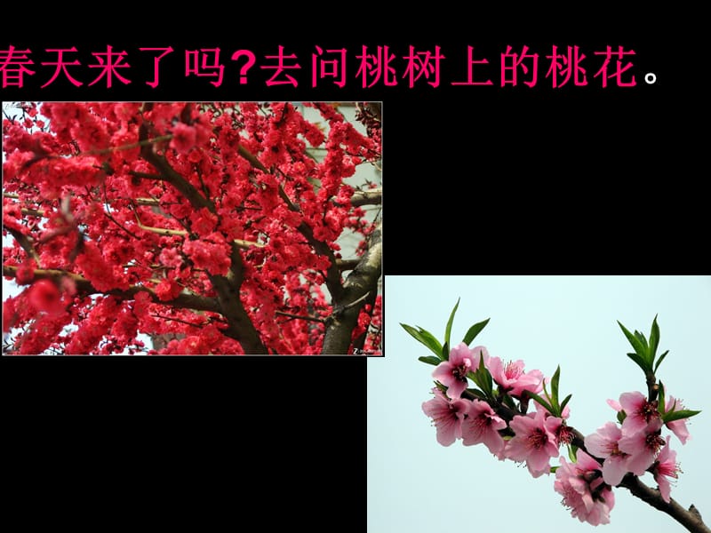 春天到(等与春天有关的小诗).ppt_第3页