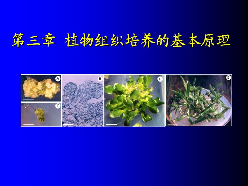 植物组织培养的基本原理.ppt_第1页