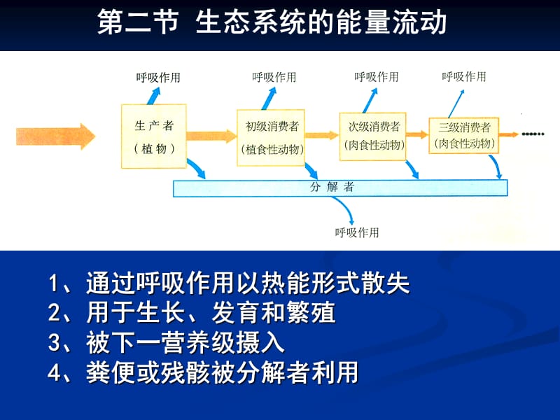 生态系统的能量流动(第二课时).ppt_第3页