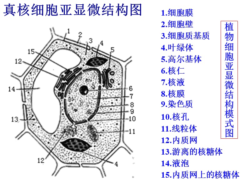 时细胞器-系统内的分工合作.ppt_第2页