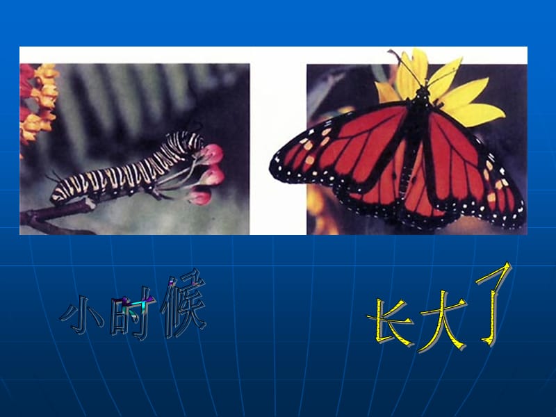 昆虫的生殖和发育课件.ppt_第2页