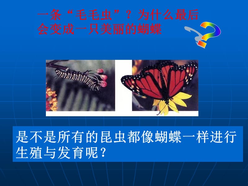 昆虫的生殖和发育课件.ppt_第3页