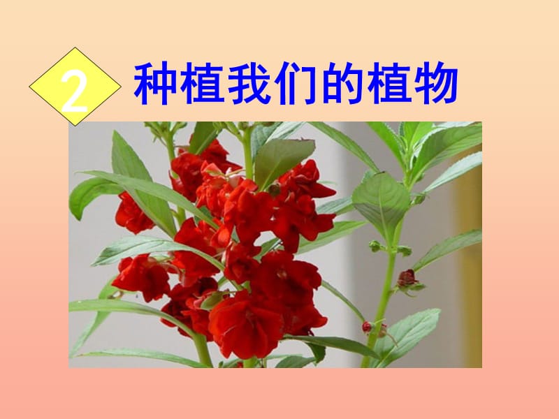 三年級科學(xué)下冊 植物的生長變化 2 種植我們的植物課件6 教科版.ppt_第1頁